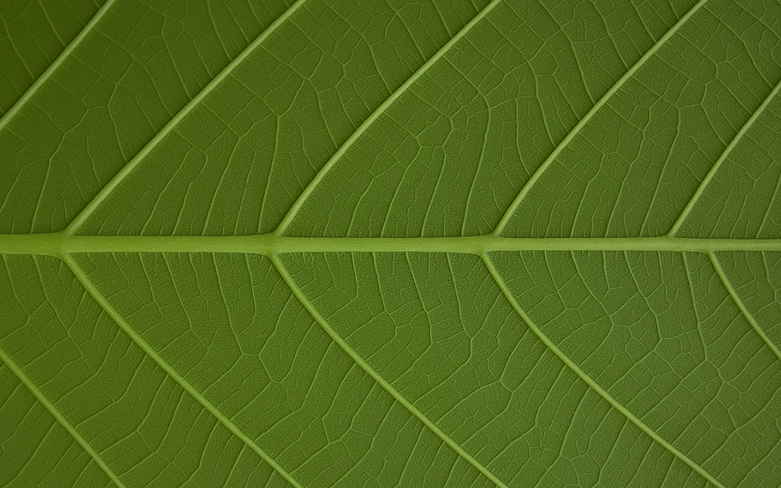 An extreme close-up of a green leaf surface showing natural patterns and veins, symbolizing the purity, complexity, and plant-powered essence of Goood Nutrition.